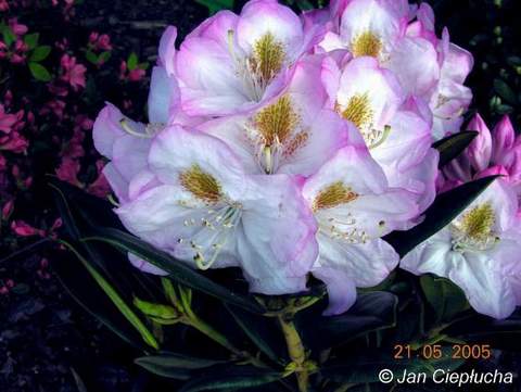 Rododendron wielkokwiatowy Brigitte Rhododendron Brigitte
