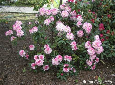 Rododendron wielkokwiatowy Brigitte Rhododendron Brigitte