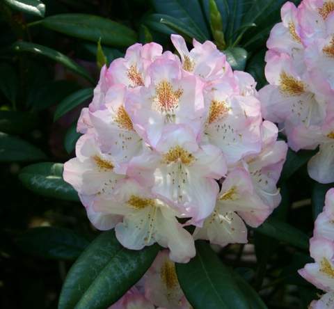 Rododendron wielkokwiatowy Brigitte Rhododendron Brigitte
