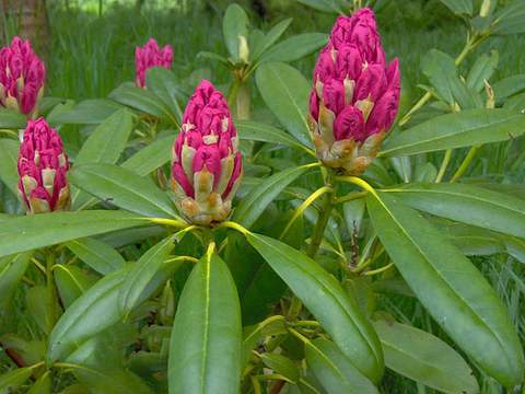 Rododendron wielkokwiatowy Brigitte Rhododendron Brigitte