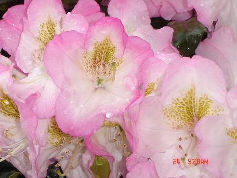 Rododendron wielkokwiatowy Brigitte Rhododendron Brigitte