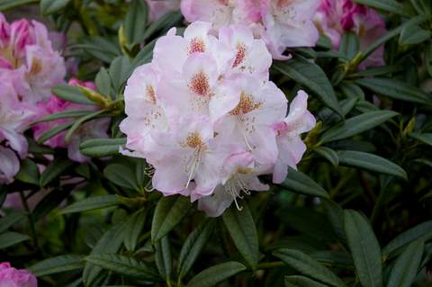 Rododendron wielkokwiatowy Brigitte Rhododendron Brigitte
