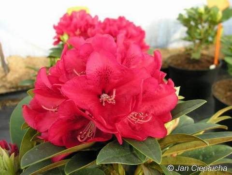 Rododendron wielkokwiatowy Brisanz Rhododendron Brisanz