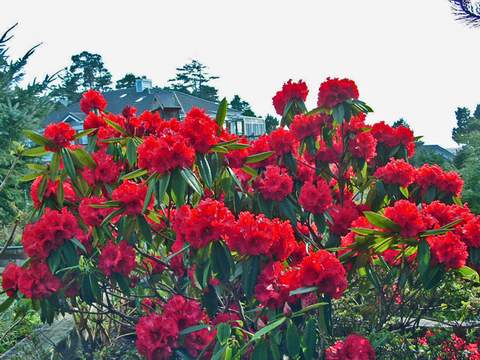 Rododendron wielkokwiatowy Brisanz Rhododendron Brisanz
