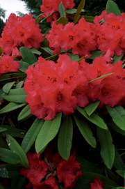 Rododendron wielkokwiatowy Brisanz Rhododendron Brisanz