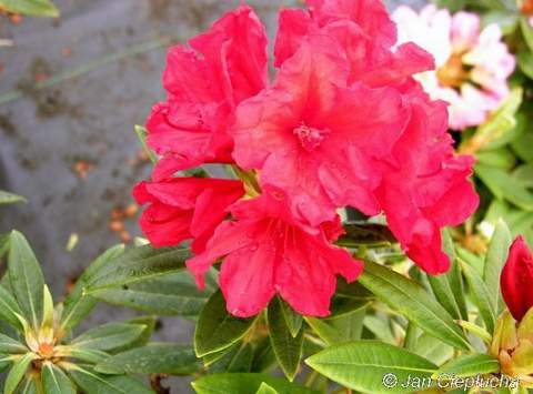 Rododendron wielkokwiatowy Busuki Rhododendron Busuki