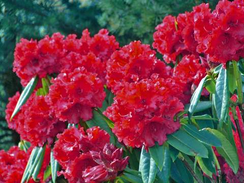 Rododendron wielkokwiatowy Busuki Rhododendron Busuki