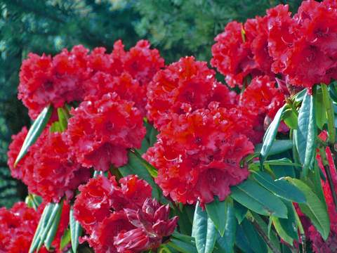 Rododendron wielkokwiatowy Busuki Rhododendron Busuki