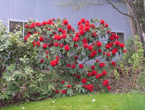 Rododendron wielkokwiatowy Busuki Rhododendron Busuki