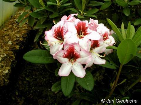 Rododendron wielkokwiatowy Cassata Rhododendron Cassata