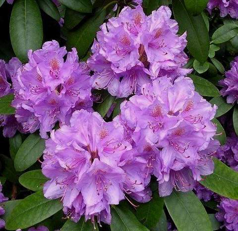 Rododendron wielkokwiatowy Catawbiense grandiflorum