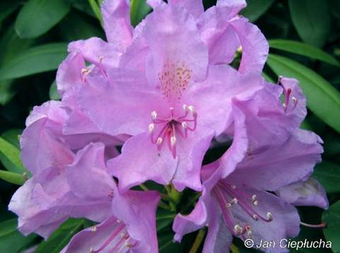 Rododendron wielkokwiatowy Catawbiense grandiflorum