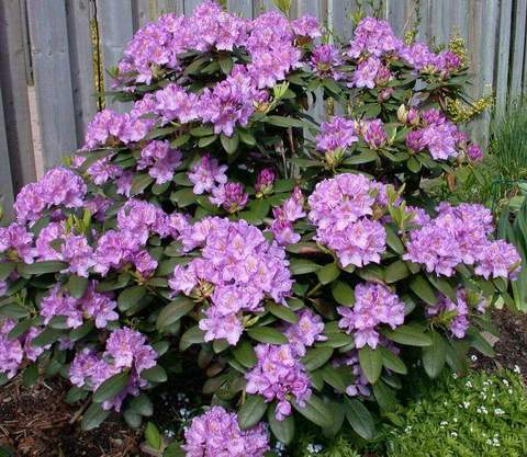 Rododendron wielkokwiatowy Catawbiense grandiflorum