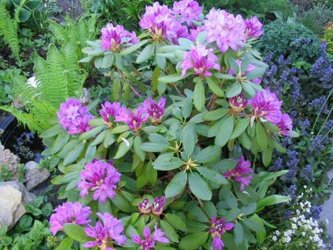 Rododendron wielkokwiatowy Catawbiense grandiflorum