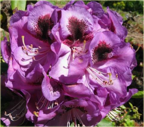 Rododendron wielkokwiatowy Bariton Rhododendron Bariton