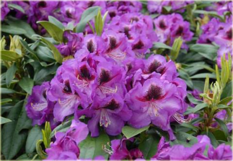 Rododendron wielkokwiatowy Bariton Rhododendron Bariton