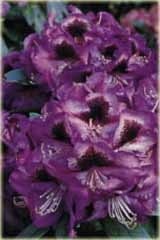 Rododendron wielokwiatowy Bariton Rhododendron Bariton