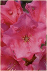 Rododendron williamsianum Aprilglocke Rhododendron williamsianum Aprilglocke