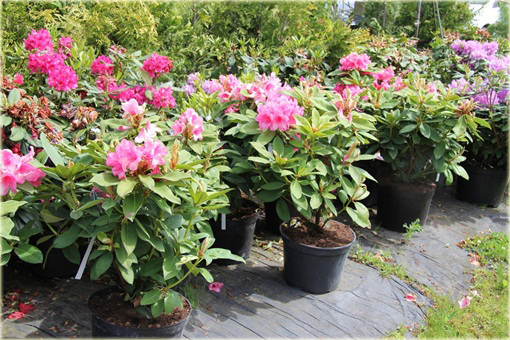 Rododendrony duże w doniczkach 15 litrowych