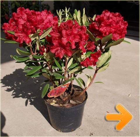 Rododendron królewski sadzonki, różaneczniki sadzonki, azalie sadzonki, rododendrony sprzedaż