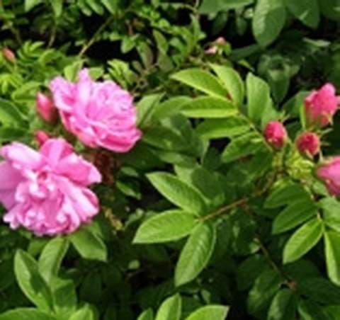 Róża jadalna różowa Passion Rokoko Rosa rugosa Passion Rokoko