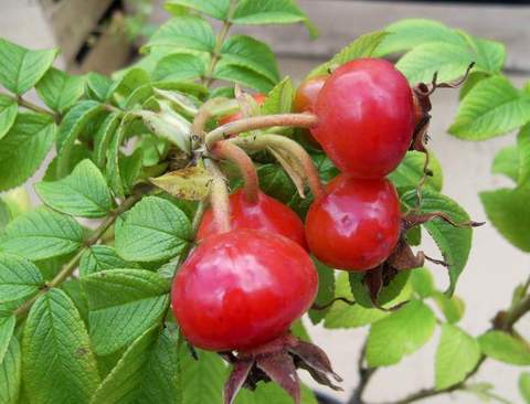 Róża jadalna różowa Passion Rokoko Rosa rugosa Passion Rokoko