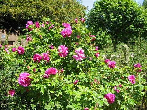 Róża jadalna różowa pomarszczona Rosa rugosa