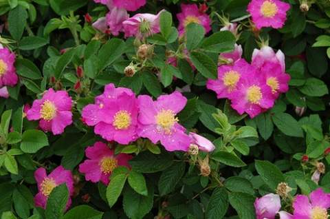 Róża jadalna różowa pomarszczona Rosa rugosa