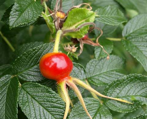 Róża jadalna różowa pomarszczona Rosa rugosa