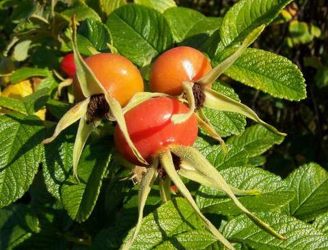 Róża jadalna różowa pomarszczona Rosa rugosa