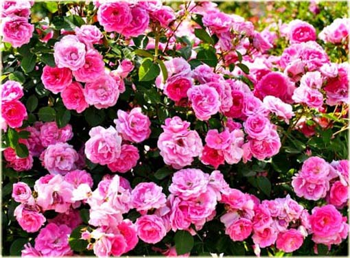 Róża miniaturowa Pink Pins Miniature rose Pink Pins