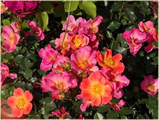 Róża miniaturowa Pink Pins Miniature rose Pink Pins