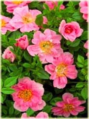 Róża miniaturowa Pink Pins Miniature rose Pink Pins