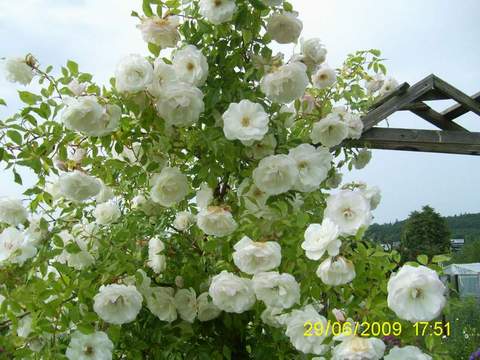 Róża pnąca biała Heritage Climbing rose white Heritage