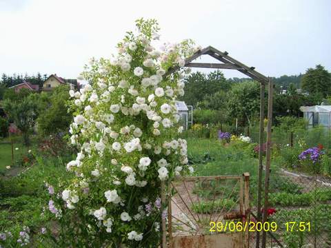 Róża pnąca biała Heritage Climbing rose white Heritage