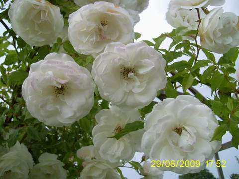 Róża pnąca biała Heritage Climbing rose white Heritage