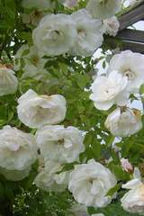 Róża pnąca biała Heritage Climbing rose white Heritage