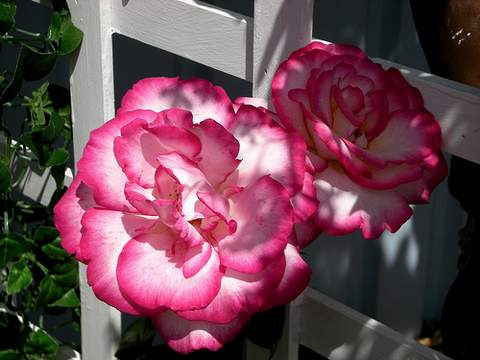 Róża dwukolorwa biało-różowa Handel Climbing rose white-pink Handel