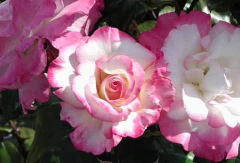 Róża dwukolorwa biało-różowa Handel Climbing rose white-pink Handel