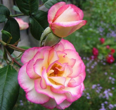 Róża dwukolorwa biało-różowa Handel Climbing rose white-pink Handel