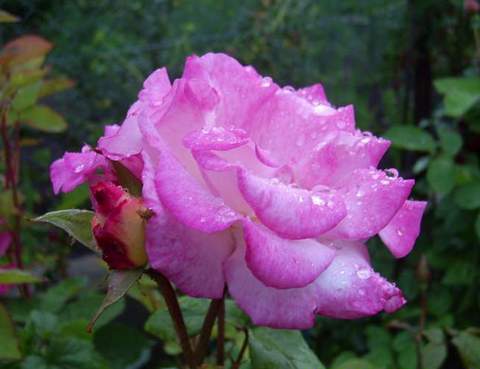 Róża dwukolorwa biało-różowa Handel Climbing rose white-pink Handel