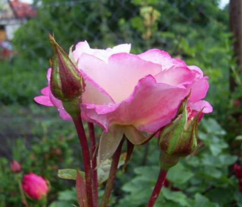 Róża dwukolorwa biało-różowa Handel Climbing rose white-pink Handel