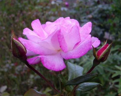 Róża dwukolorwa biało-różowa Handel Climbing rose white-pink Handel