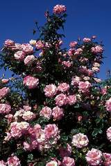 Róża dwukolorwa biało-różowa Handel Climbing rose white-pink Handel