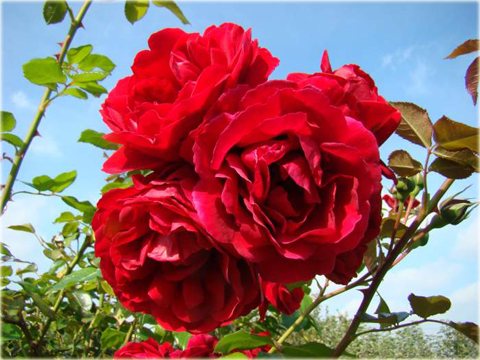 Róża pnąca czerwona Amadeus Climbing rose red Amadeus