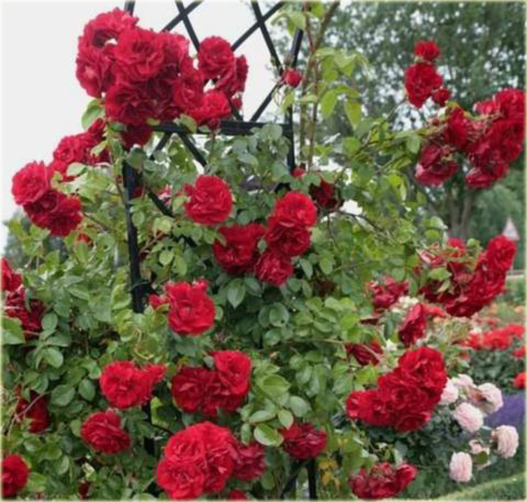 Róża pnąca czerwona Amadeus Climbing rose red Amadeus