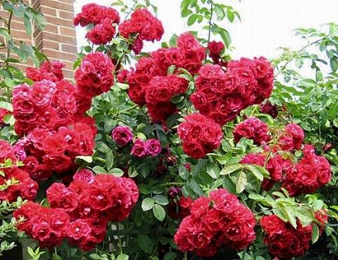 Róża pnąca ciemnoczerwona Flammentanz Climbing rose dark red Flamentanz