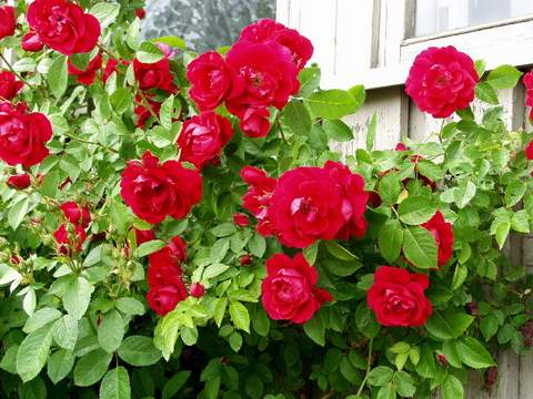 Róża pnąca ciemnoczerwona Flammentanz Climbing rose dark red Flamentanz