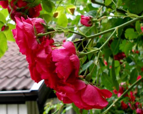 Róża pnąca ciemnoczerwona Flammentanz Climbing rose dark red Flamentanz