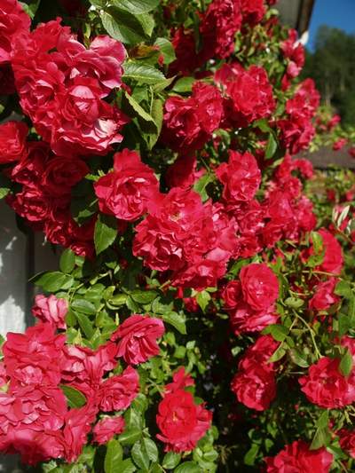 Róża pnąca ciemnoczerwona Flammentanz Climbing rose dark red Flamentanz